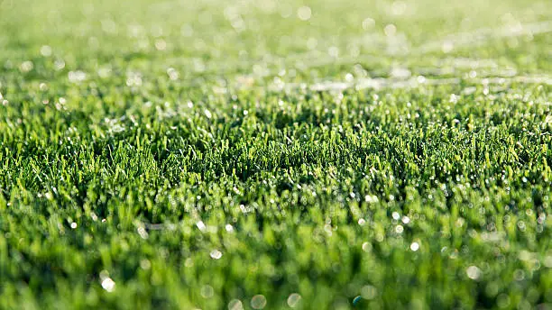 Artificial Grass in rain
