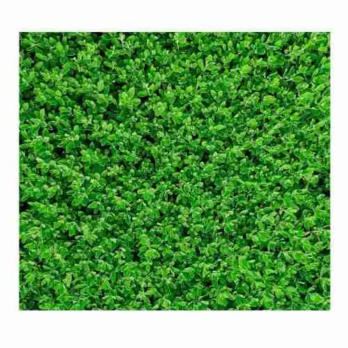 Wonderland Real Looking Artificial Green Wall