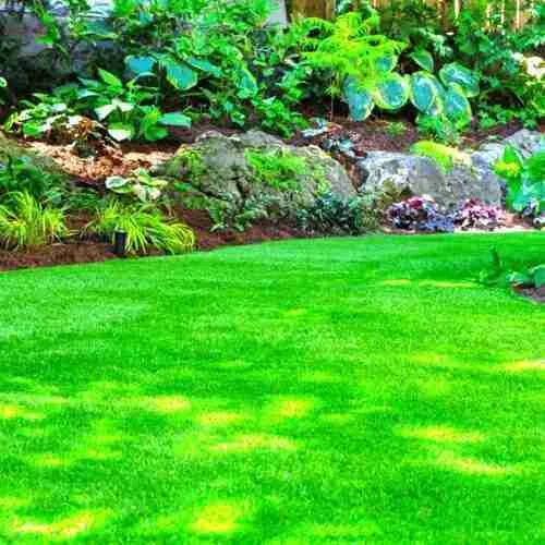 outdoor grass