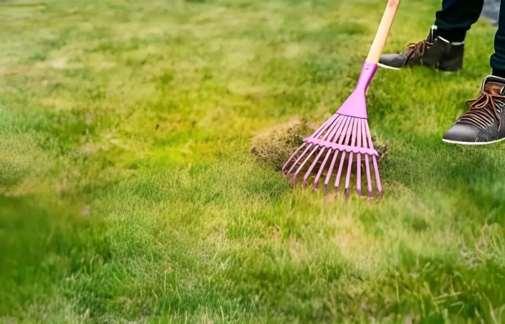 Old Grass Removal