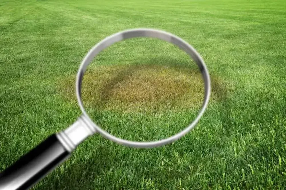 Identifying the Cause