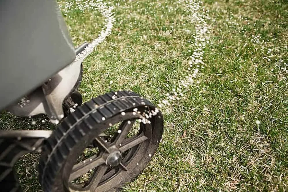 reseeding lawn