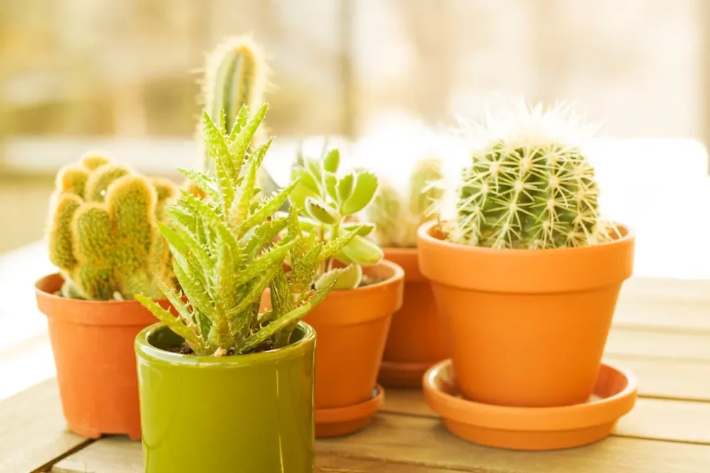 Types of Artificial Plants