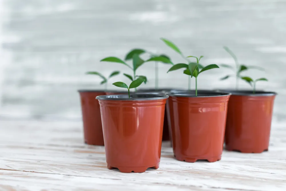 plastic pots for plants